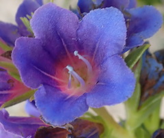 Lobostemon argenteus