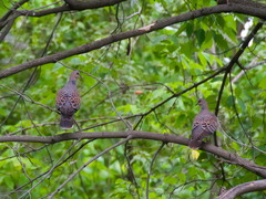 Streptopelia orientalis