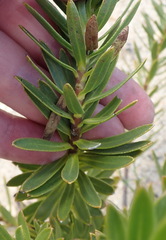 Lobostemon argenteus