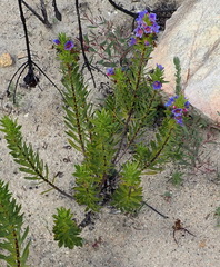 Lobostemon argenteus