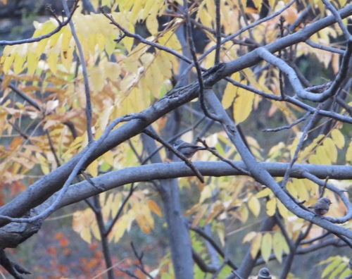 Sooty Bushtit (Aegithalos fuliginosus), photo 9