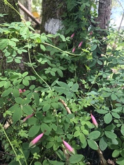 Tropaeolum pentaphyllum