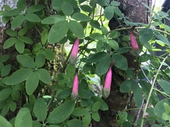 Tropaeolum pentaphyllum