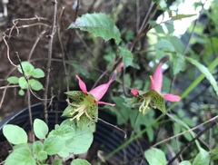 Tropaeolum pentaphyllum