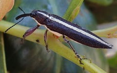 Rhinotia suturalis
