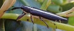 Rhinotia suturalis
