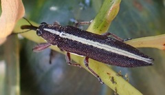 Rhinotia suturalis