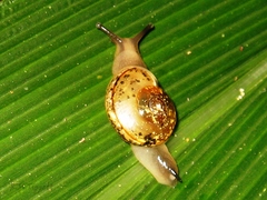 Kerkophorus piperatus