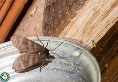 Pachydota