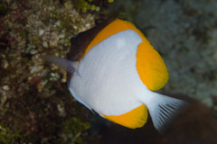 Hemitaurichthys polylepis