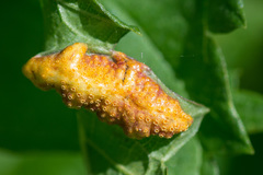 Puccinia urticata