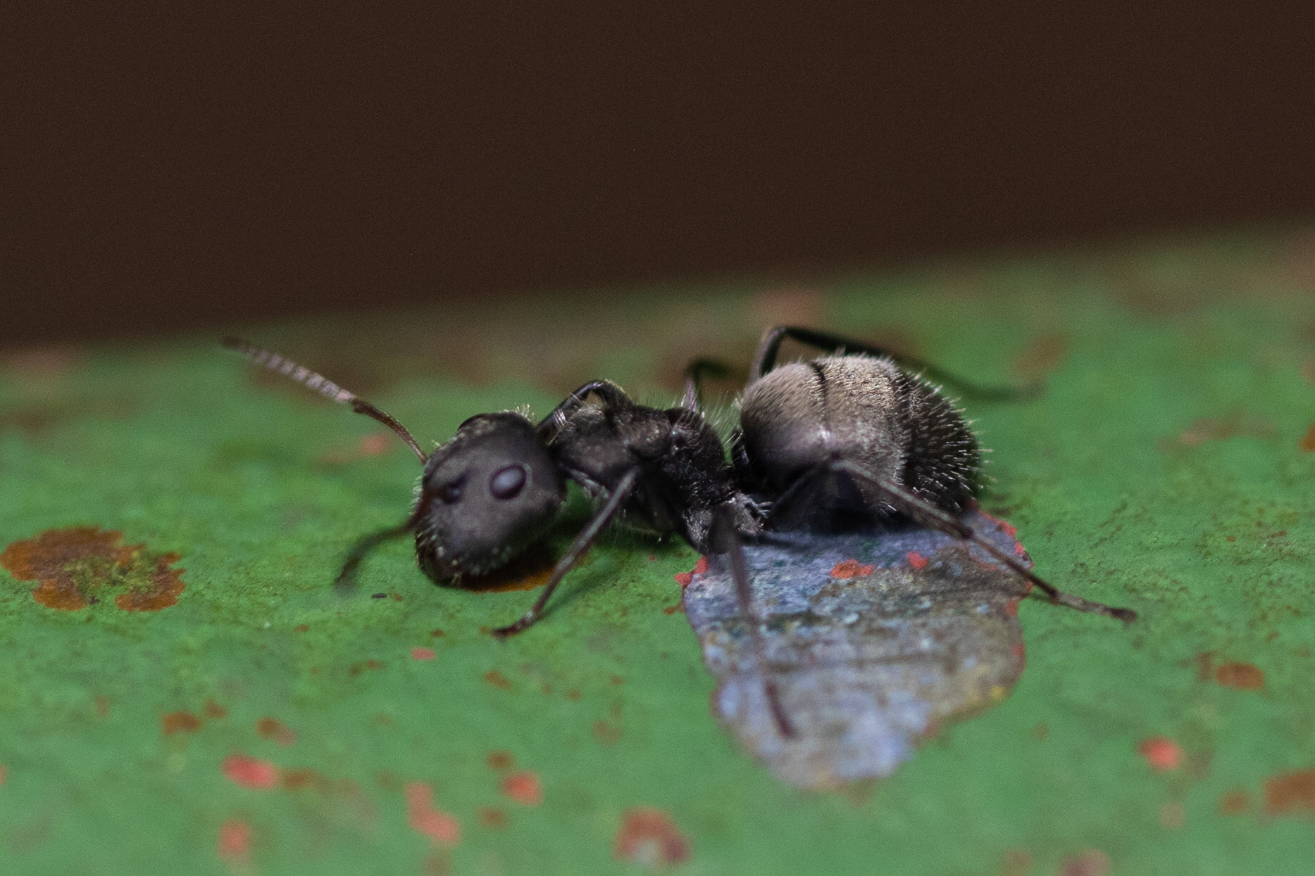 Camponotus brettesi