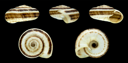 Eastern Heath Snail