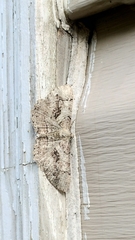 Cymatophora approximaria