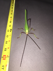 Celidophylla albimacula