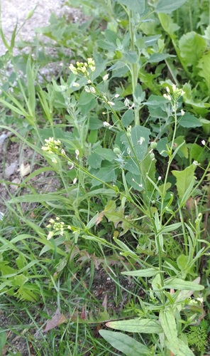 Camelina sativa iNat (3)