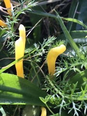 Clavulinopsis helvola