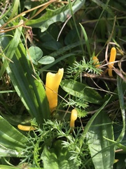 Clavulinopsis helvola