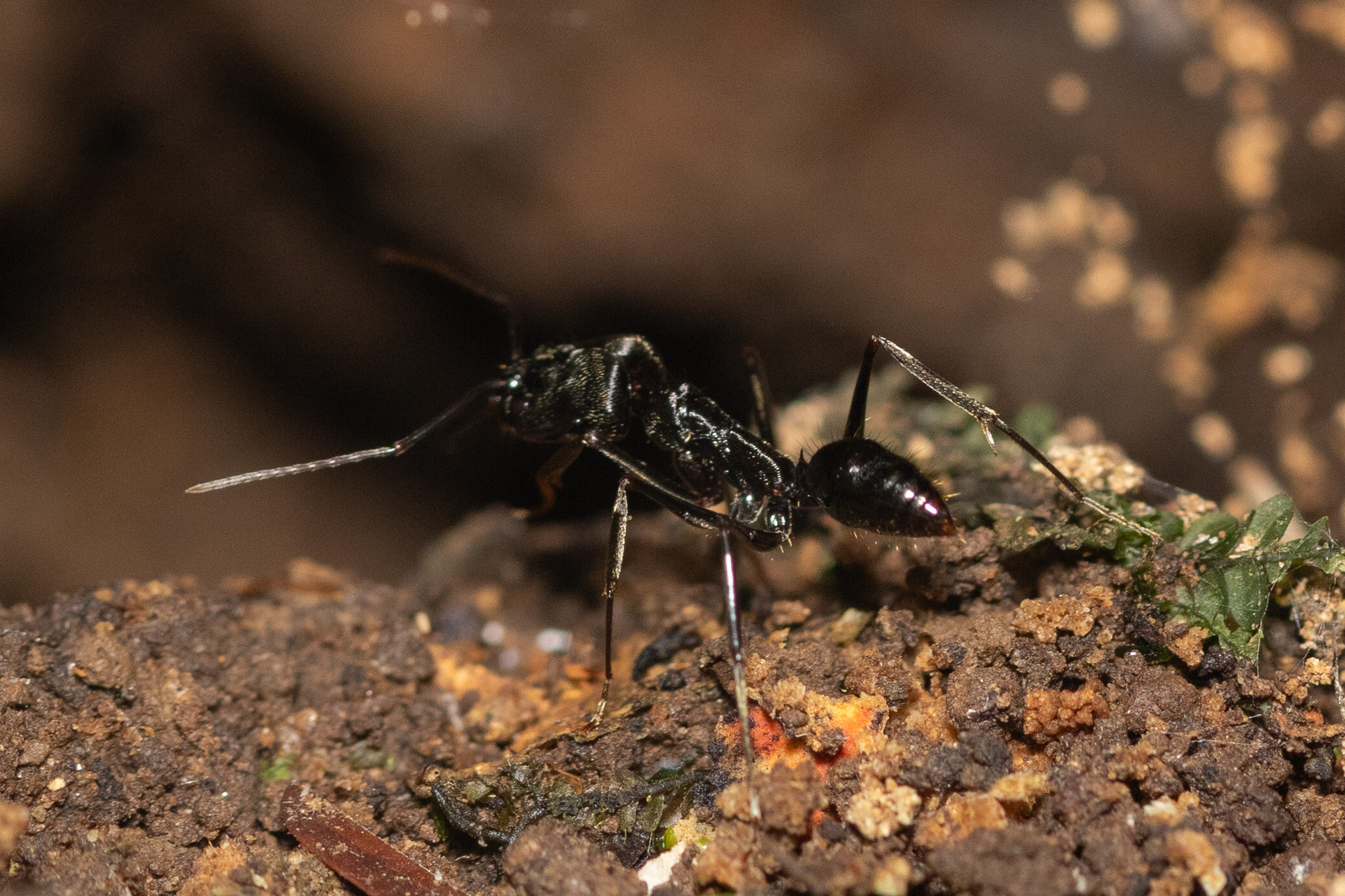 Odontomachus opaciventris