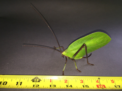 Celidophylla albimacula