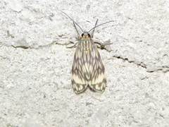 Eucereon marmoratum