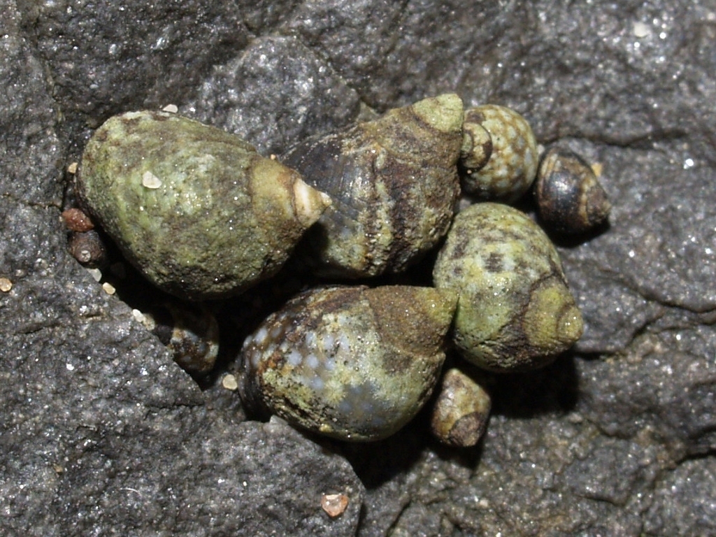 Echinolittorina punctata