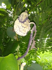 Aristolochia ringens