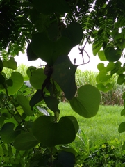 Aristolochia ringens