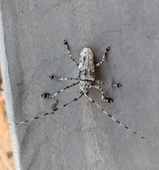 Ancylonotus tribulus