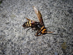 Vespa ducalis