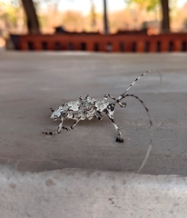 Ancylonotus tribulus