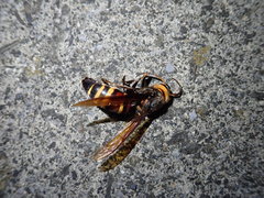 Vespa ducalis