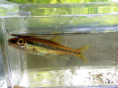 Notropis petersoni
