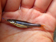Notropis petersoni