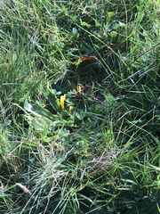 Clavulinopsis helvola