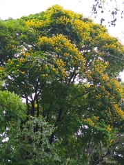 Cenostigma pluviosum peltophoroides
