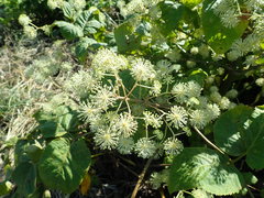 Aralia cordata