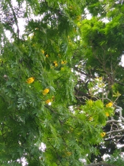 Cenostigma pluviosum peltophoroides