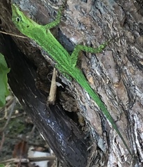 Anolis marmoratus