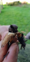 Geastrum