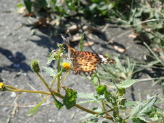 Argynnis hyperbius
