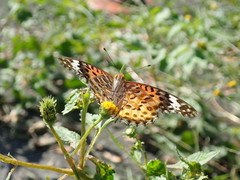 Argynnis hyperbius