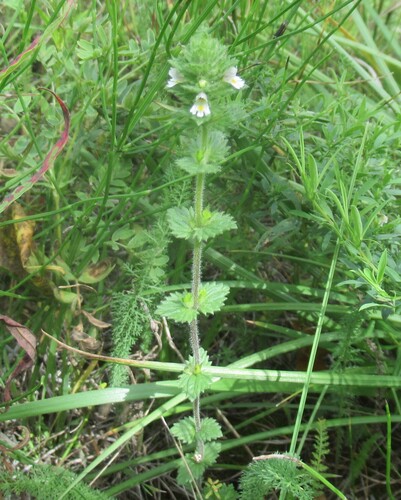 hairy eyebright (Euphrasia hirtella)