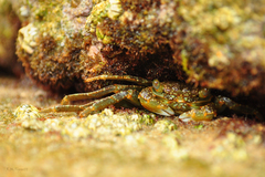Grapsus fourmanoiri