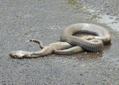 Naja nigricollis