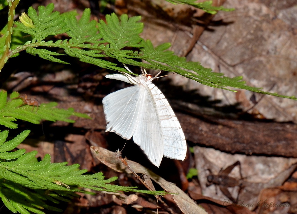 Strophidia directaria (Strophidia directaria)