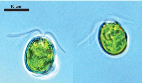 Tetraselmis