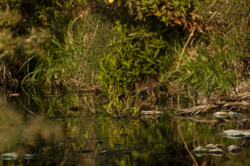 Black Rat