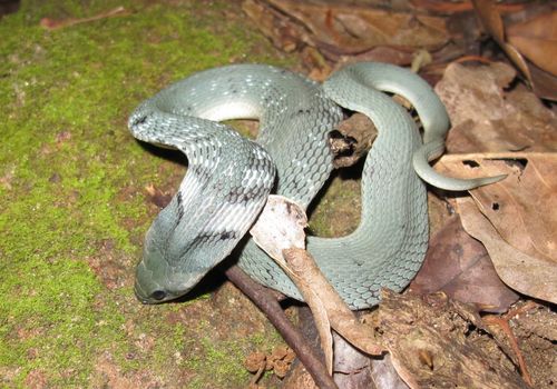 Lead Keelback, Rhabdophis plumbicolor