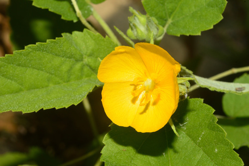 Velvet Hibiscus (Melhania oblongifolia)